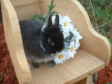 bunny with flowers - chair, flowers, bouquet, daisy, bunny