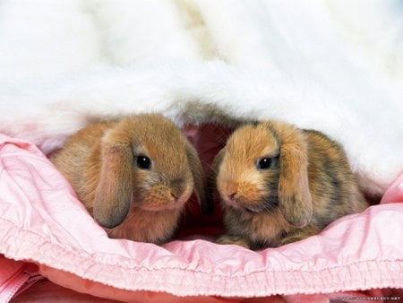 sweet bunnies - pet, pink, bunny, sweet