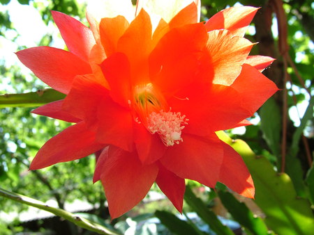 Simple and beautiful - red, simple, beautiful, flowers, delight, nature, sun