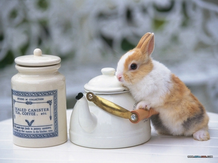 tea time - tea pot, time, tea, bunny, sweet