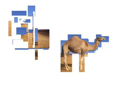 Modern Art Camel - abstract, camel, nature, desert, design, digital, art