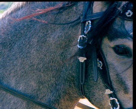 Koyote Libertas, Summerwind - head shot, koyote, marchador, koyote libertas, mangalarga marchador, grey, mangalarga, summerwind marchadors, summerwind, gaited breed