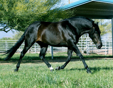 Bossa Nova de Miami, Summerwind - marchador, mangalarga, bossa nova de miami, summerwind marchadors, gaited, brazil, summerwind, mangalarga marchador