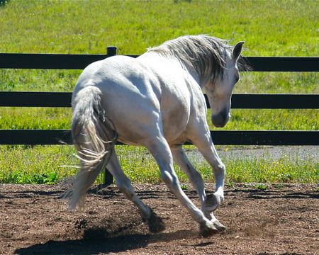 Seamus da Boa Fe, Summerwind - marchador, mangalarga, summerwind marchadors, gaited, brazil, summerwind, seamus da boa fe, mangalarga marchador