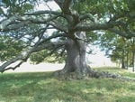 The Mighty Oak