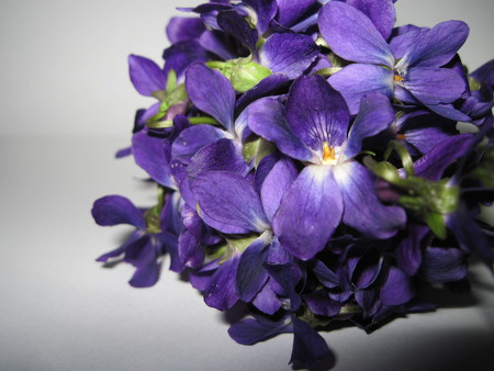 violets - mc, flowers, violets, nature