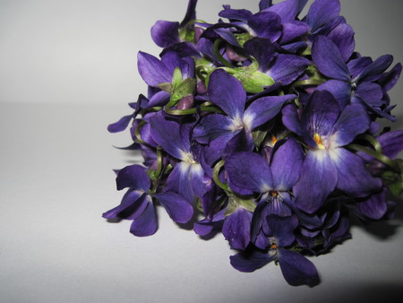 violets - mc, flowers, violets, nature