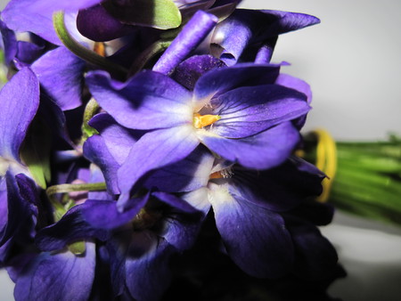 Violets - nature, violets, mc, flowers