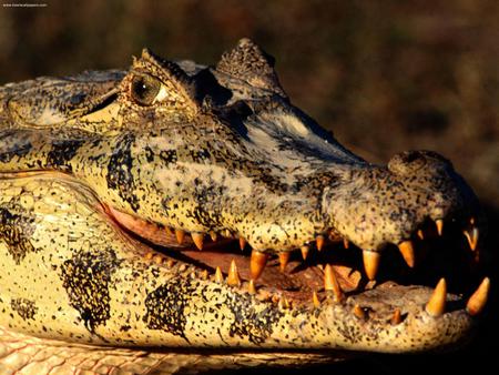 Dangerous Jaws - alligators, jaws, dangerous, reptiles