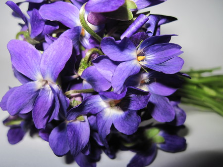 Violets - mc, flowers, violets, nature