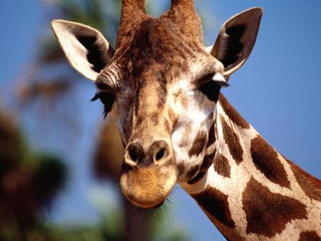 Giraffe - lovely, savanna, giraffes, animals