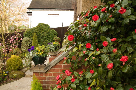 roses garden - home, roses, beautiful, flowers, garden