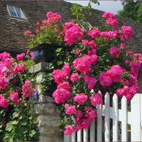 roses fence