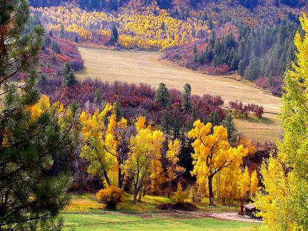 fields and fields of different colors - grass, trees, beautiful, fields