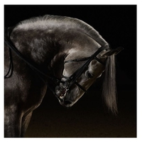 Grey Marchador Close Up