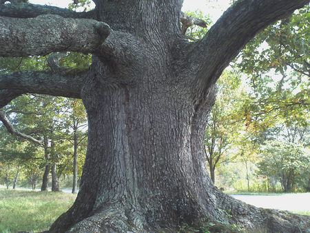 The Mighty Oak No.2 - oak, beautiful, trunk, big, tree