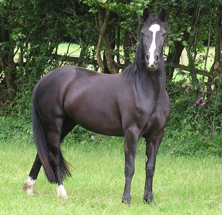 Quarter Horse - quarter, black, american, quarter horse, horses