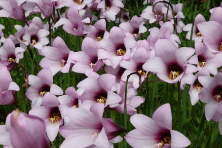 Lilies of Montecarlo - beautifull, much, very nice, marvelous