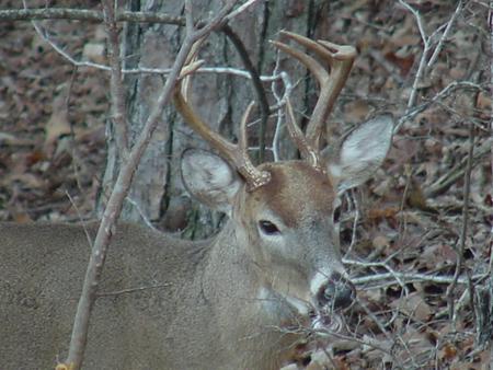 The Buck - nature, bucks, deer, animals