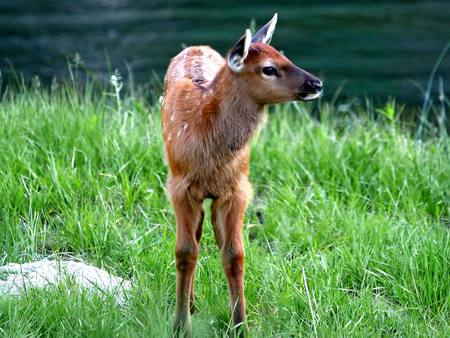 Baby Elk - moose, nature, animals, bucks, elk, deer