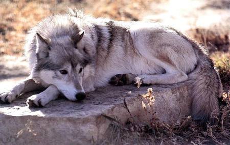 The Wolf - baby wolves, gray wolves, nature, rocks, wolves