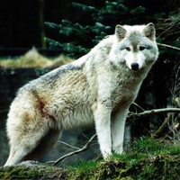 The White Wolf