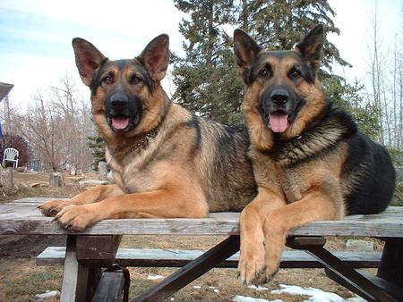 King Of the Mountain - nature, puppies, german shepherds