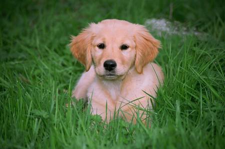 Awwww - nature, grass, puppies, golden retrievers