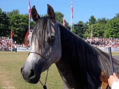 The Gray Arabian - gray horses, arabians, nature, animals