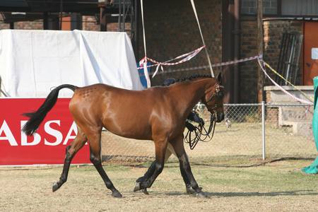 Beautiful Mare - arabians, mares, nature, animals