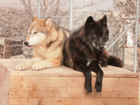 Best Friends - cunning, wolves, wolf, spirit, amazing, dog, beautiful, mythical, hunter