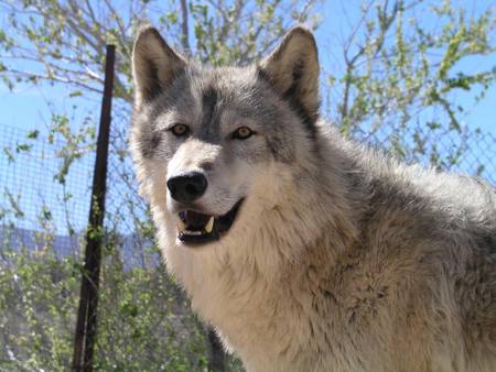 Beautiful Wolf - cunning, majestic, wolf, wolves, spirit, amazing, beautiful, dog, mythical, canine, hunter