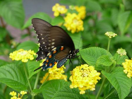 A brand new day ;) - sunshine, butterfly, forever, sunlight, yellow, flowers, black, sunny day