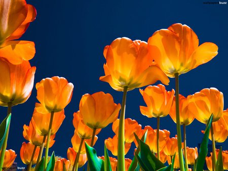 Orange Tulips Field - nature, tulips, orange, flowers, field, flower