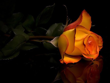 Light Of The darkness - nature, flower, beautiful, orange rose