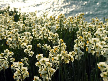 daffodils - white, nature, yellow, daffodils, sea