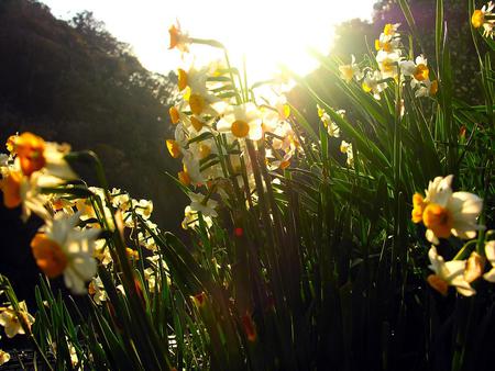 beautiful daffodils - nature, sun, beautiful, daffodils, spring