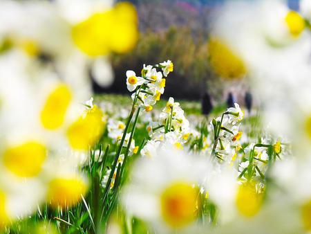 daffodils - nature, yellow and white, sun, daffodils, spring