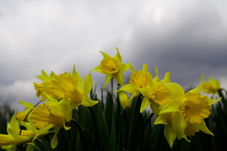 spring - nature, sky, yellow, daffodils, spring