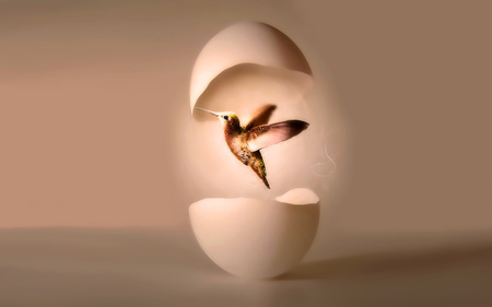 BIRTH OF A HUMMINGBIRD - egg, birth, hummingbird, hatched