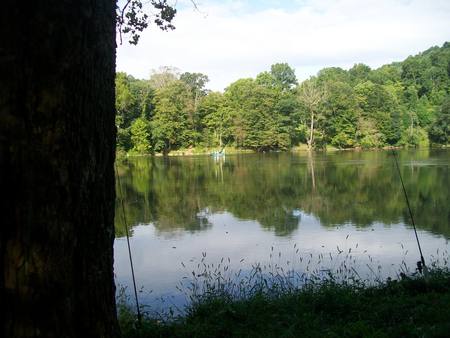 new river - river, trees, water, fish