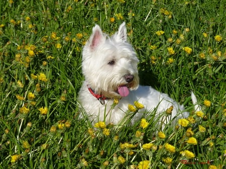 dog - white, westie, canine, flowers, field, cute