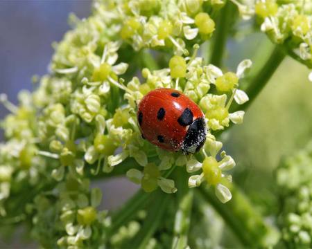 Flowers - green, doryphore, flowers, red