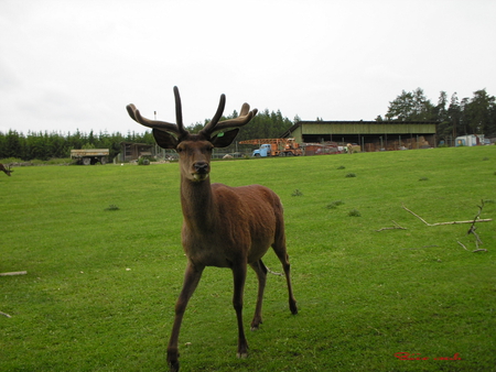 deer - water, air, deer, grass, tree, sun