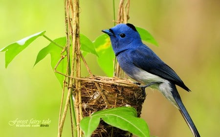 blue bird - nature, nest, ecosystem, blue cap