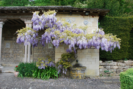 purple beauty - beauty, purple, wall, flowers, house