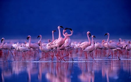 Pink wings blue ocean - birds, water, blue, flamingos, pink birds, sky