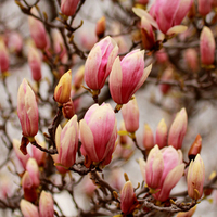 Spring in Pink