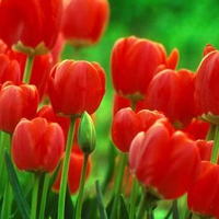 Red-Tulips