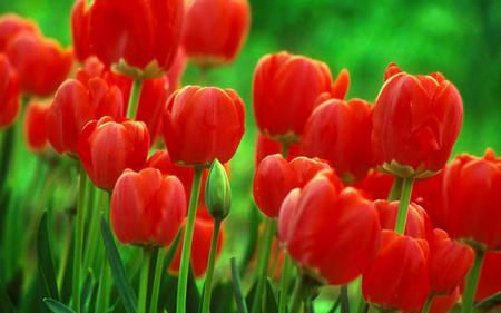 Red-Tulips - nature, red, beautiful, tulips, flowers